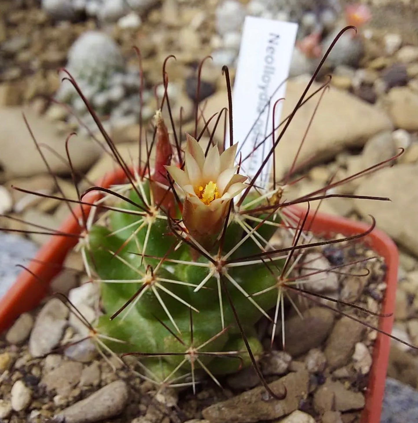 Neolloydia odorata small green cactus with long curved spines and pale yellow flower blooming