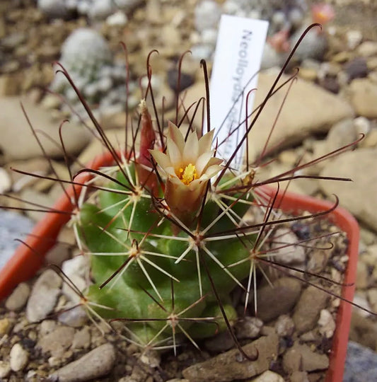 Neolloydia odorata kleine groene cactus met lange gebogen stekels en bleekgele bloem in bloei