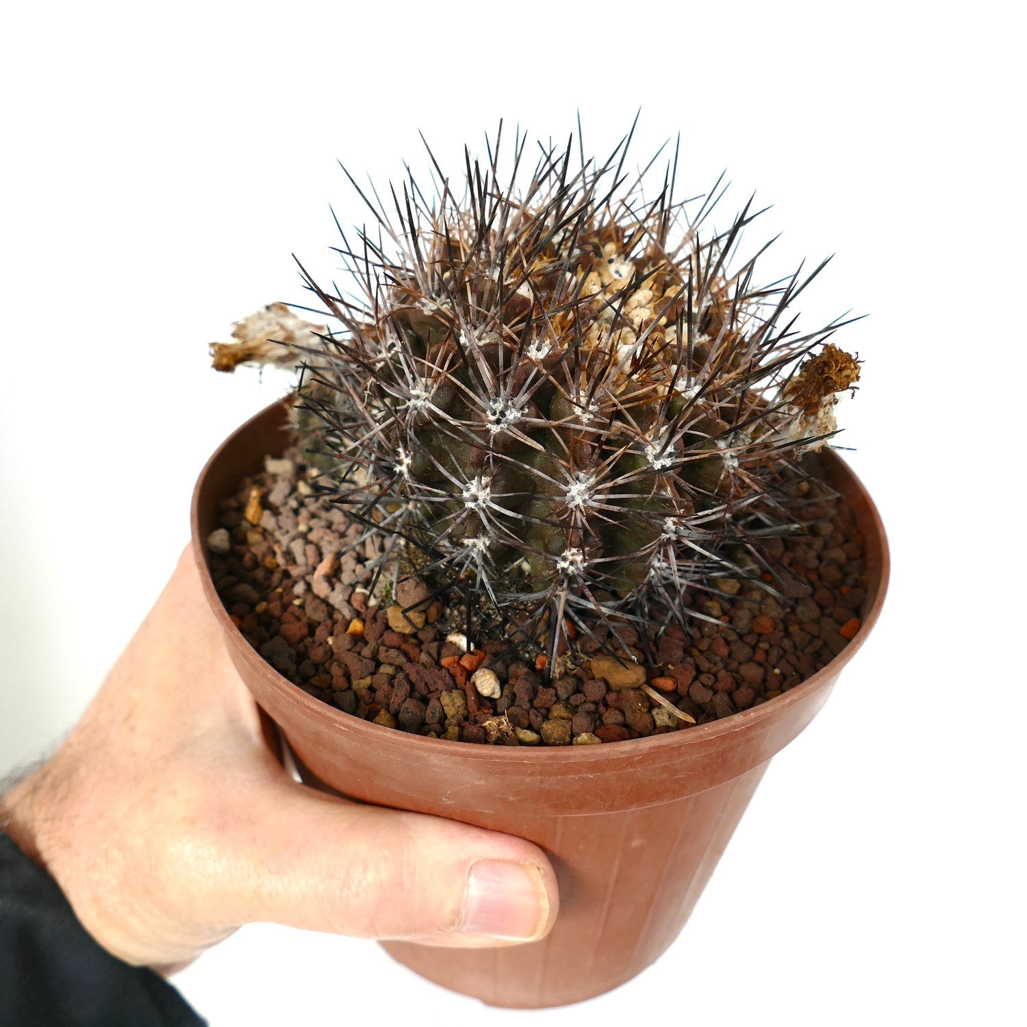 Neoporteria cachytayensis กระบองเพชรขนาดเล็กมีหนามเข้มหนาทึบในกระถางสีน้ำตาล ต้นไม้อวบน้ำตัวอย่าง