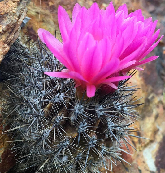 Neoporteria chilensis cactus with dense spines and vibrant bright pink flower blooming