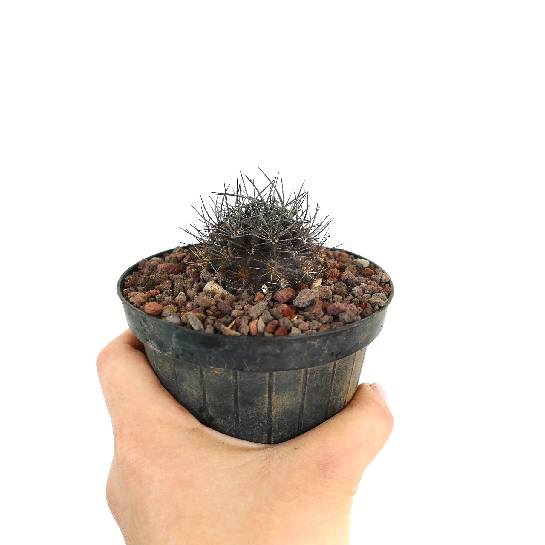 Neoporteria confinis kleine dunkle sukkulente Kaktus mit dichten scharfen Dornen im Topf