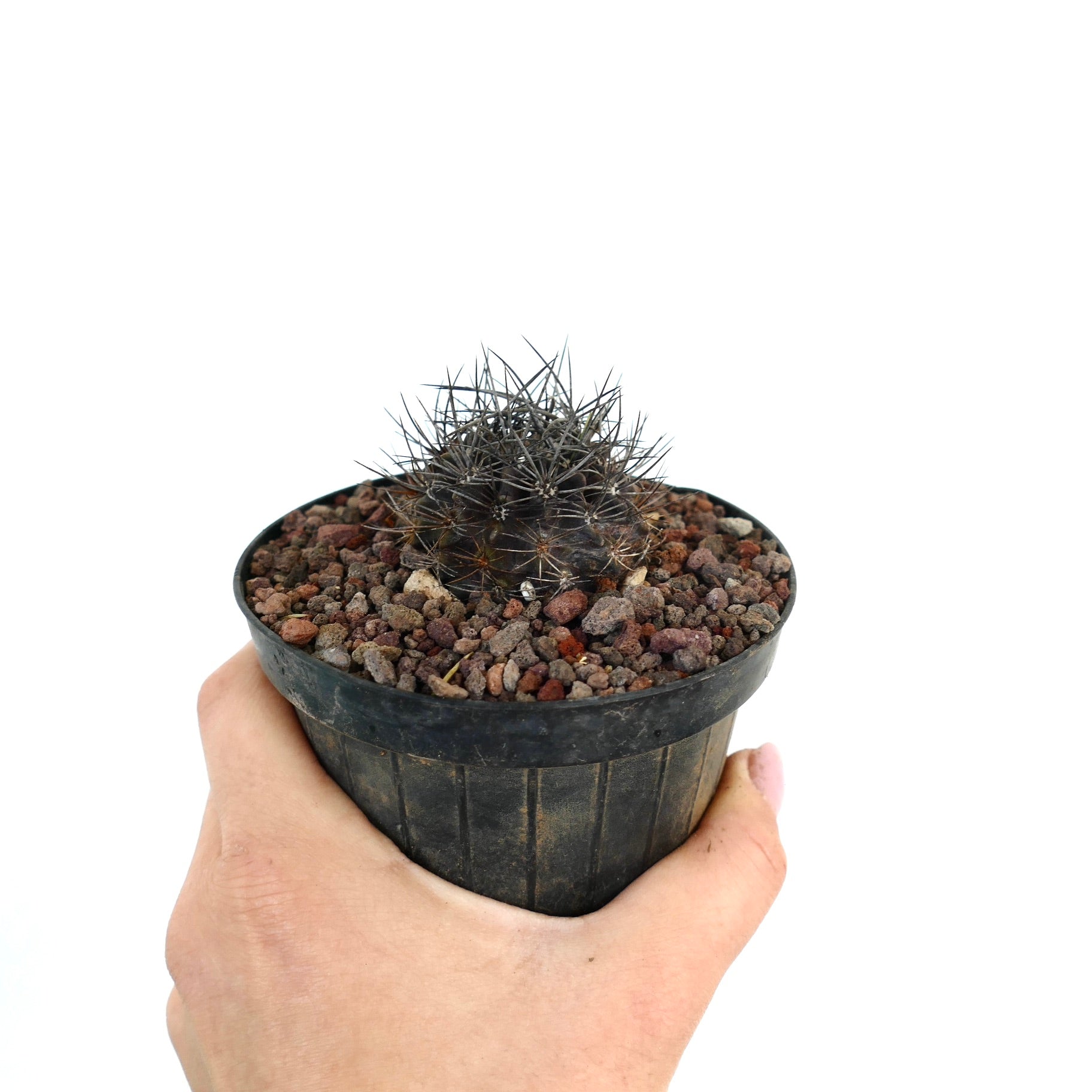 Neoporteria confinis kleiner dunkler Kaktus mit dichten scharfen Stacheln im schwarzen Topf