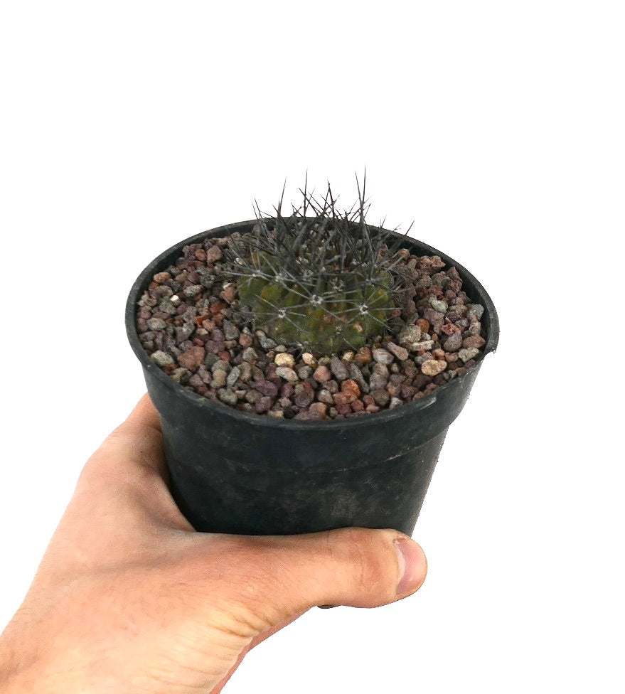 Neoporteria confinis pequeño cactus suculento con espinas oscuras en maceta negra sostenida en mano