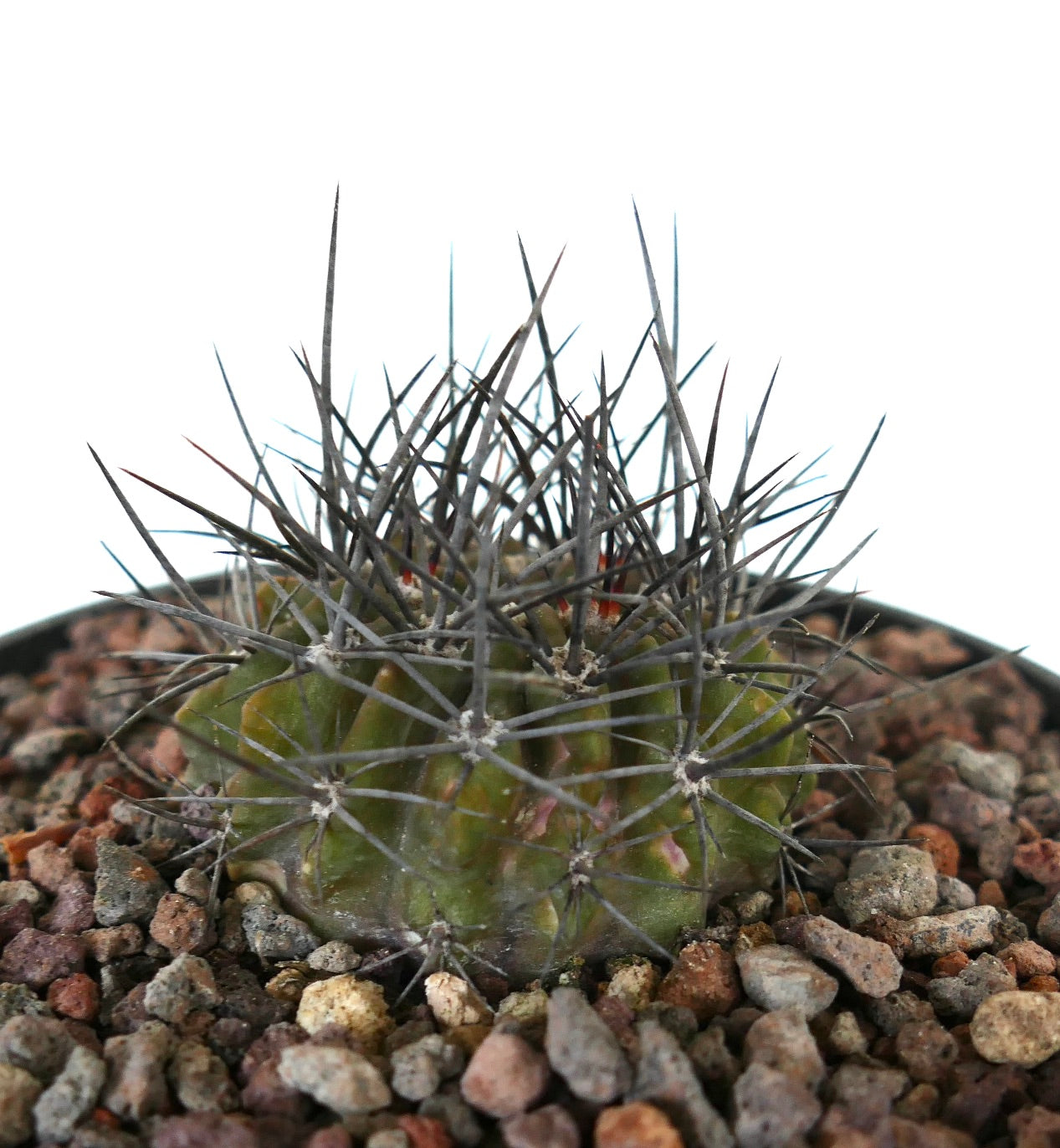 Neoporteria confinis pequeño cactus suculento con espinas largas y densas de color oscuro y cuerpo verde