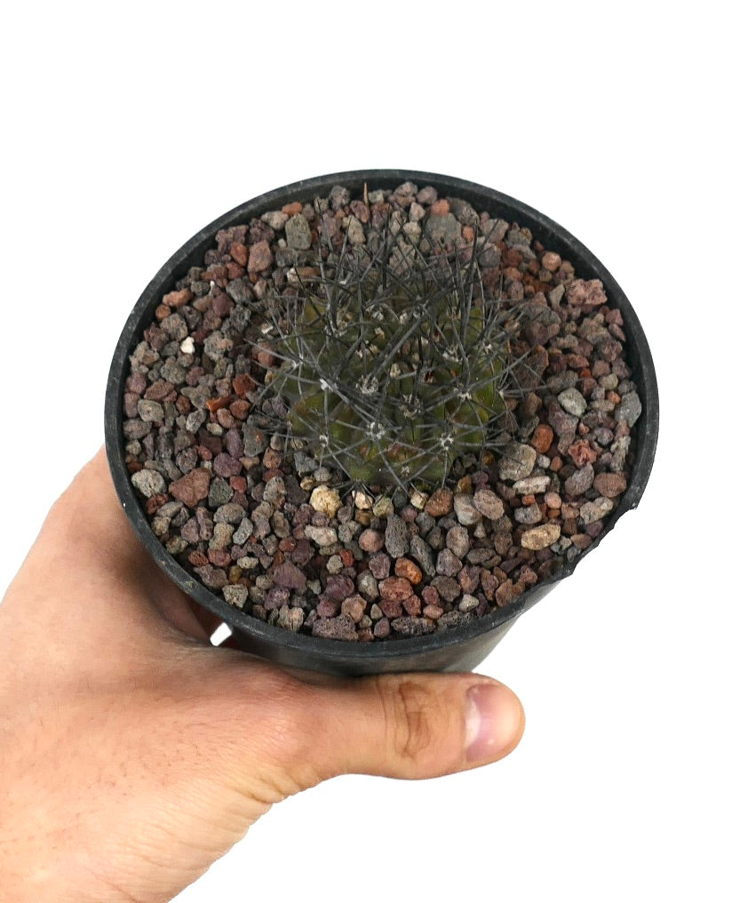 Neoporteria confinis pequeño cactus verde oscuro con espinas largas negras en suelo rocoso