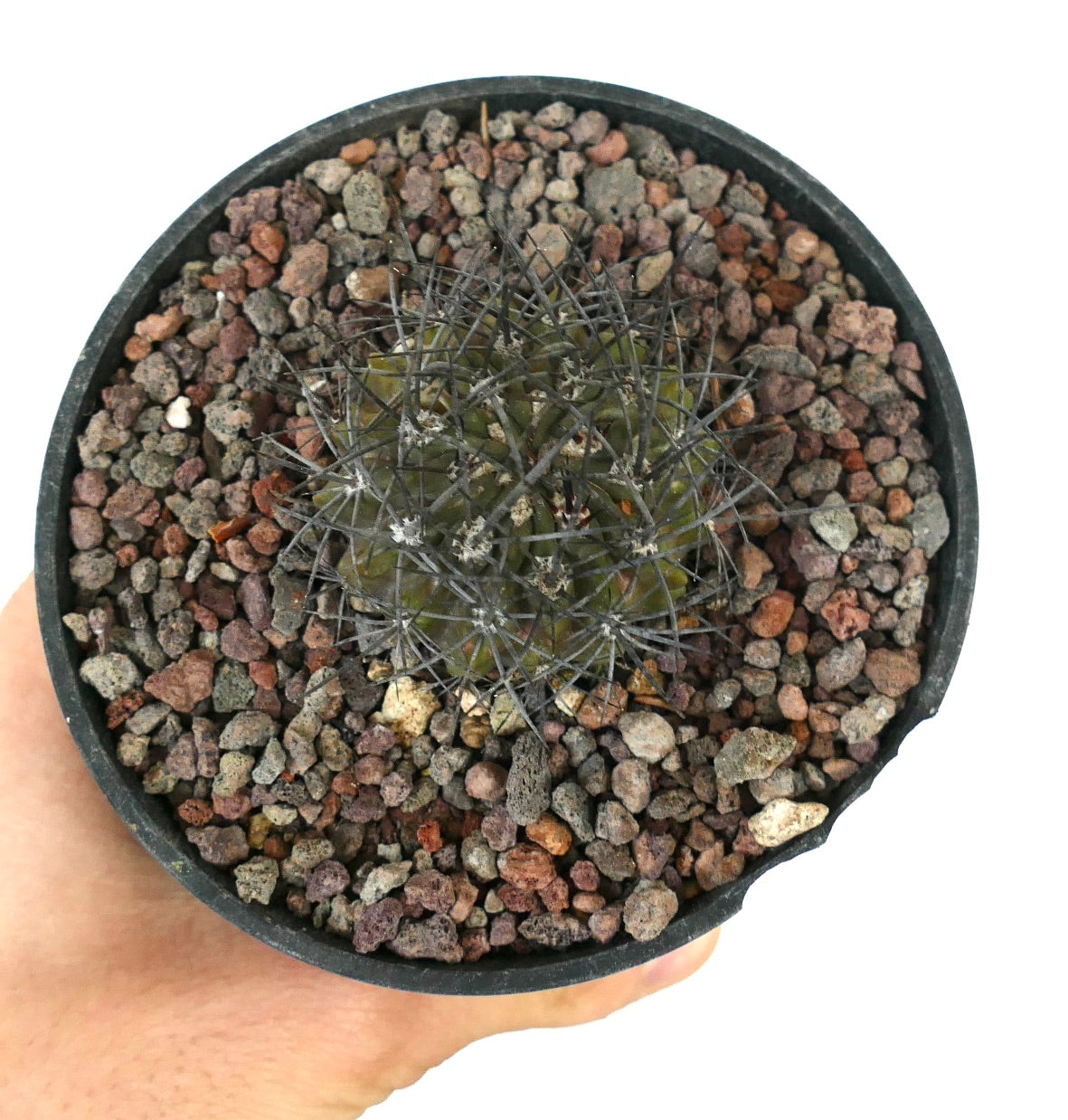 Neoporteria confinis pequeño cactus verde con espinas oscuras densas en maceta con suelo rocoso