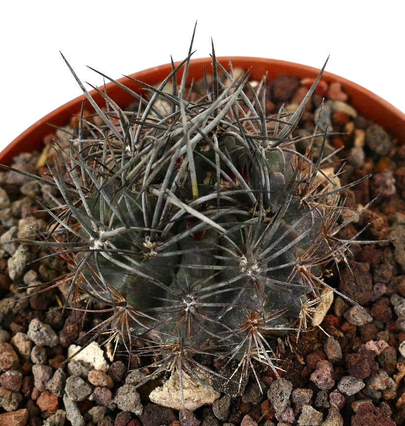 Neoporteria confinis succulent cactus with dense thick grey spines in rocky soil