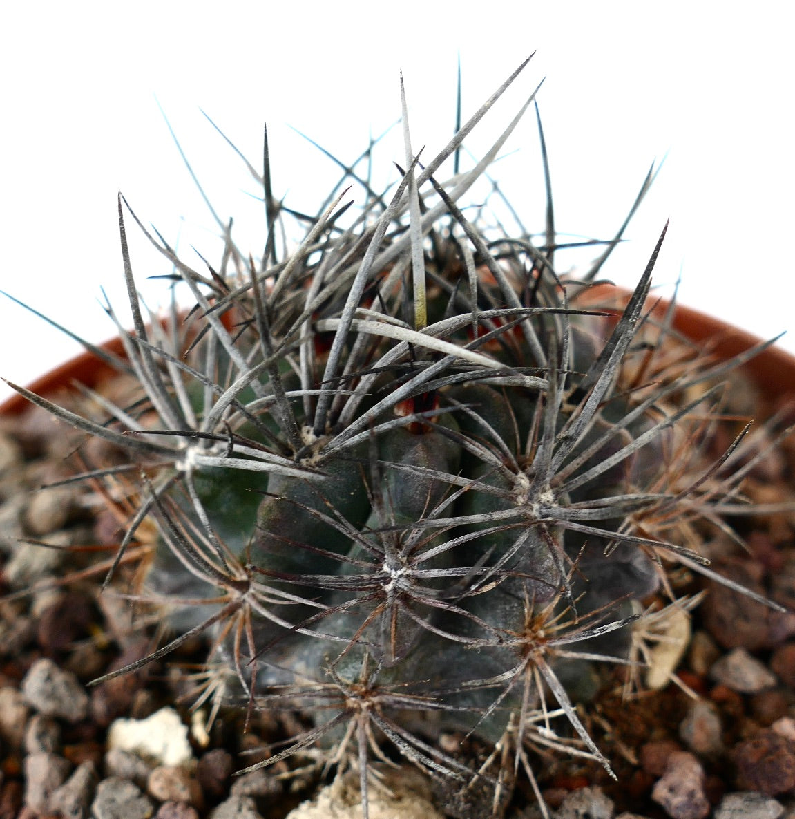 Neoporteria confinis succulent cactus with thick grey spines and rounded body in pot