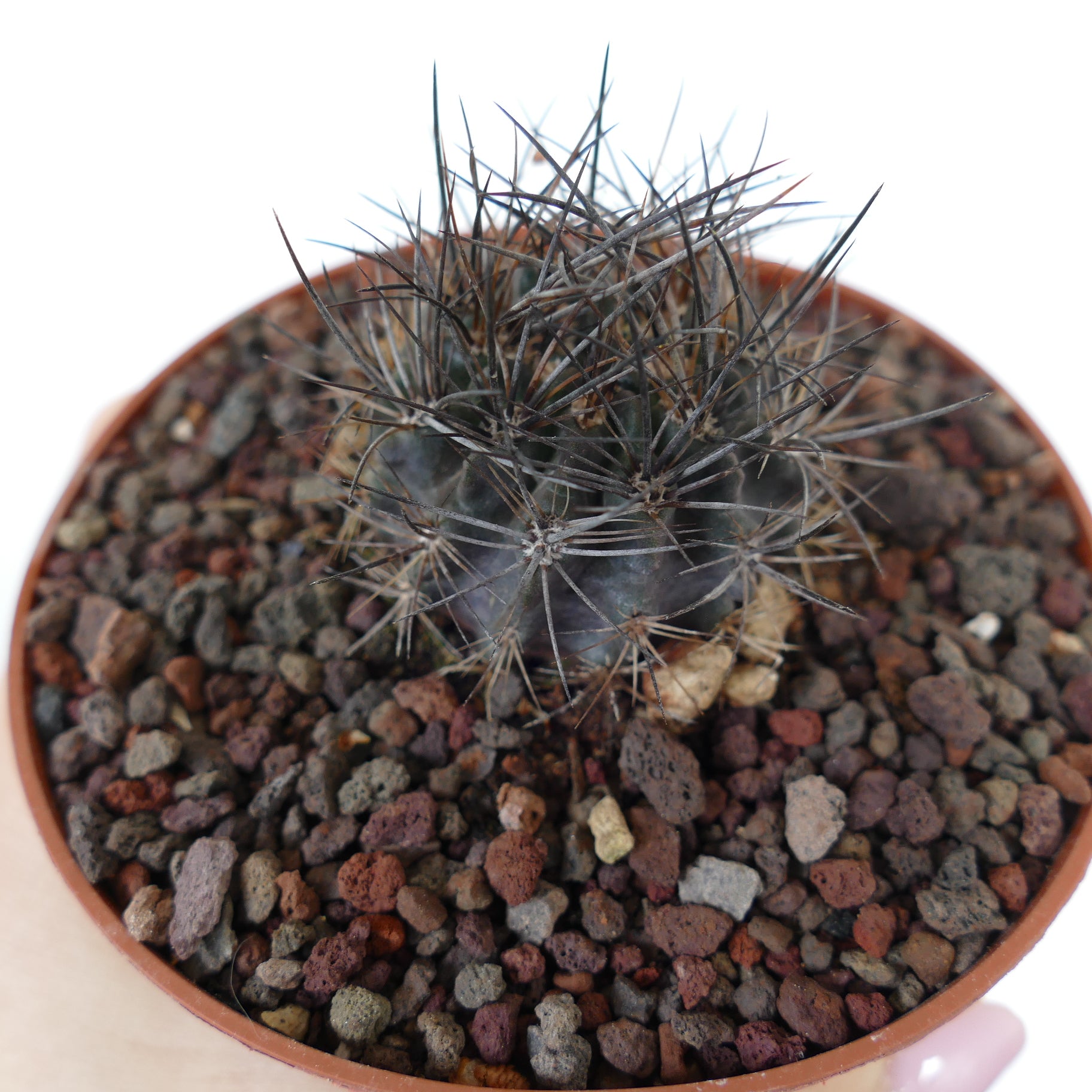 Neoporteria confinis small dark succulent cactus with dense sharp grey spines in pot
