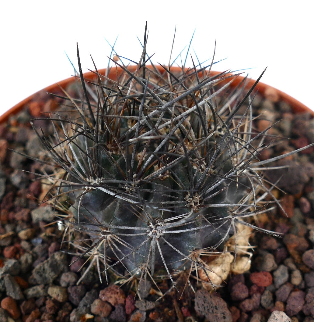 Neoporteria confinis rare succulent cactus with dense dark spines and rounded body in pot