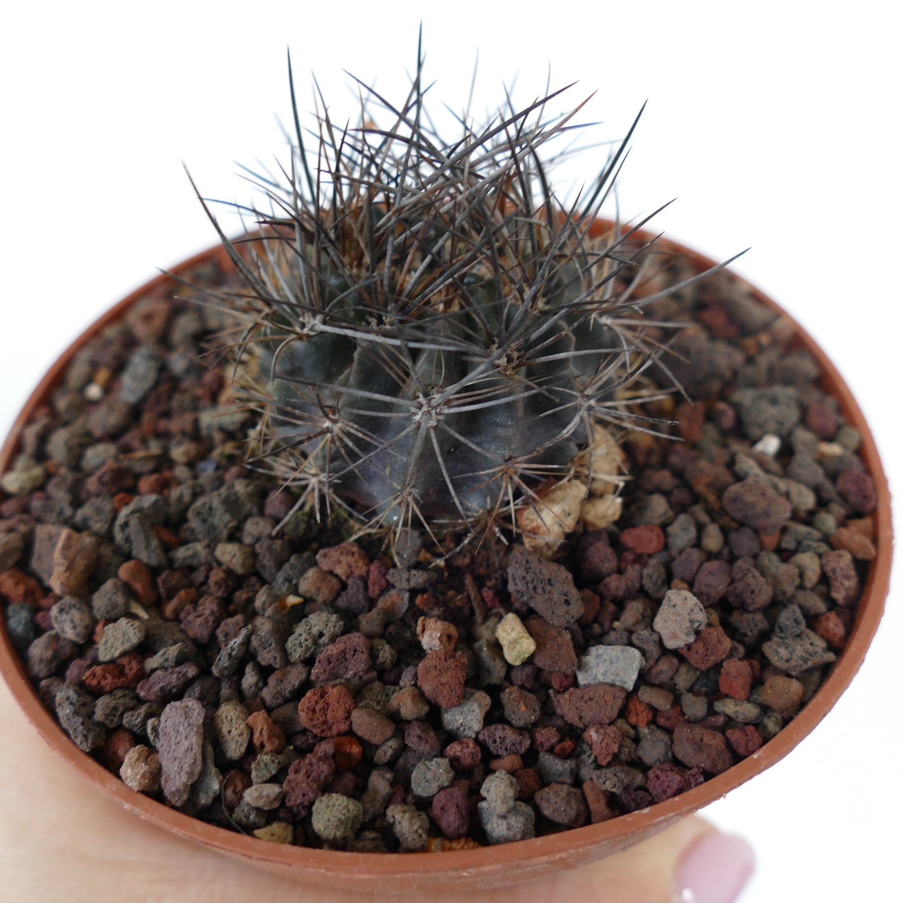 Neoporteria confinis small dark succulent cactus with long sharp spines in pot