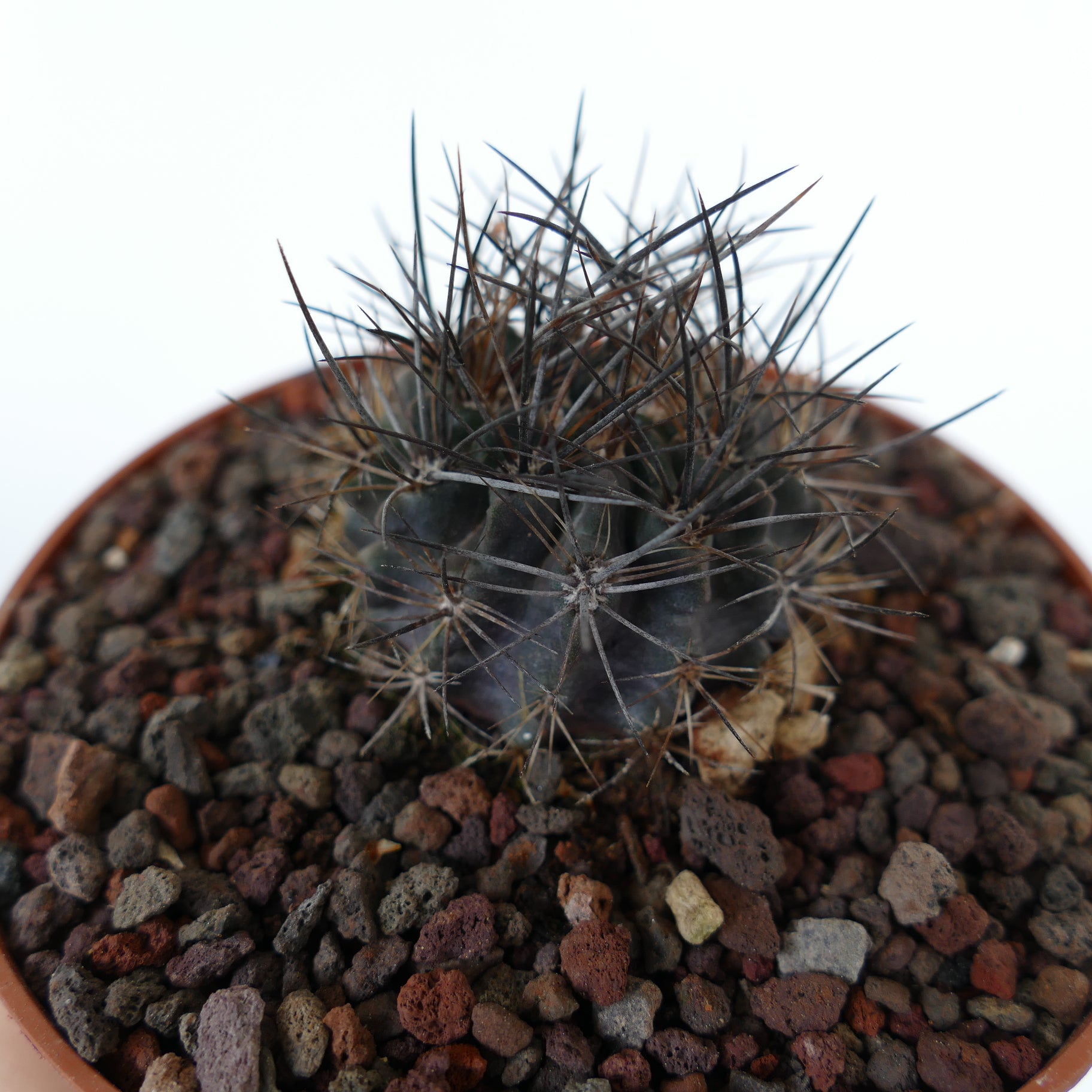 Neoporteria confinis small dark succulent cactus with long sharp spines in pot