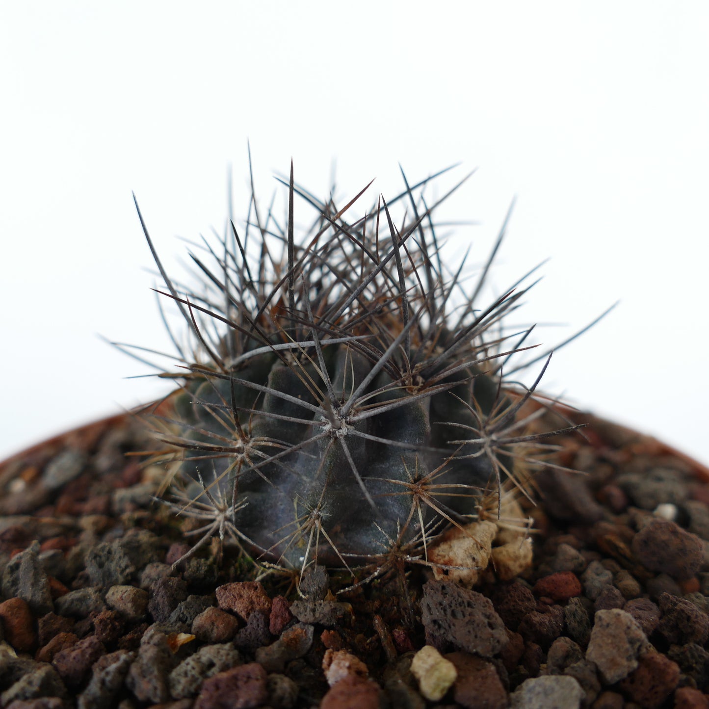Neoporteria confinis small dark succulent cactus with long sharp spines in rocky soil