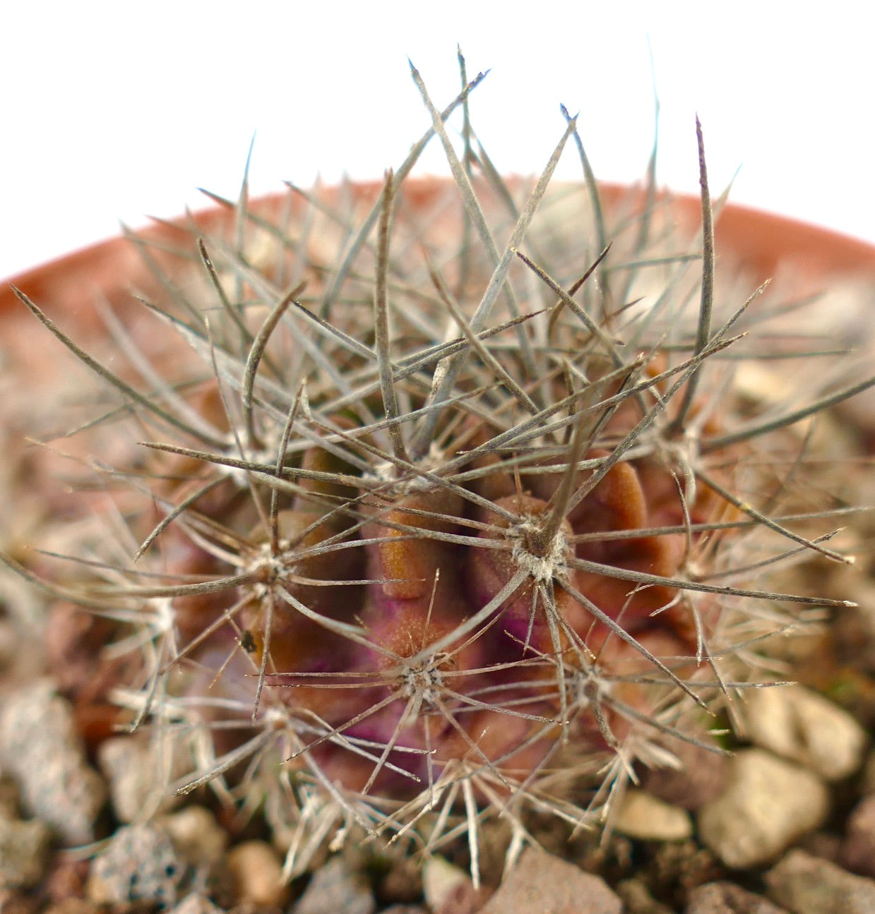 Neoporteria confinis pequeño cactus suculento con espinas largas y densas y base del tallo rojiza