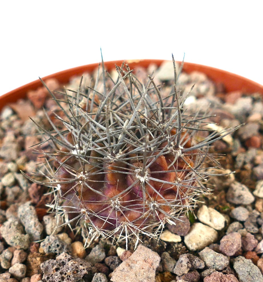 Neoporteria confinis pequeño cactus suculento rojizo con espinas densas y afiladas y suelo rocoso