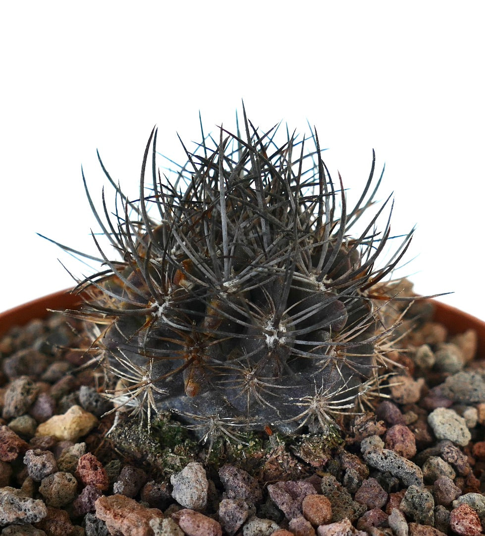 نيوبورتييريا كونفينس صبار صغير داكن عصاري بأشواك حادة وكثيفة في تربة صخرية