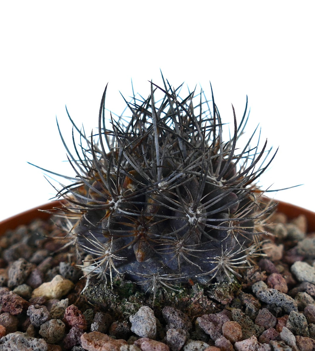 ネオポルテリア・コンフィニス | Botanical Archive | ユニーク ネオポルテリア・コンフィニス | Botanical Archive | ユニーク