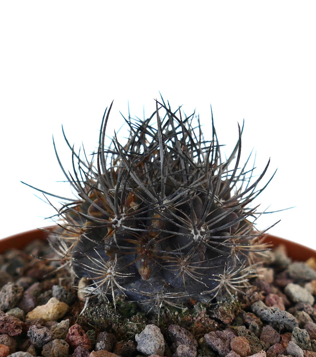 نيوبورترية كونفينيس صبار عصاري صغير داكن ذو أشواك كثيفة حادة سوداء في تربة صخرية