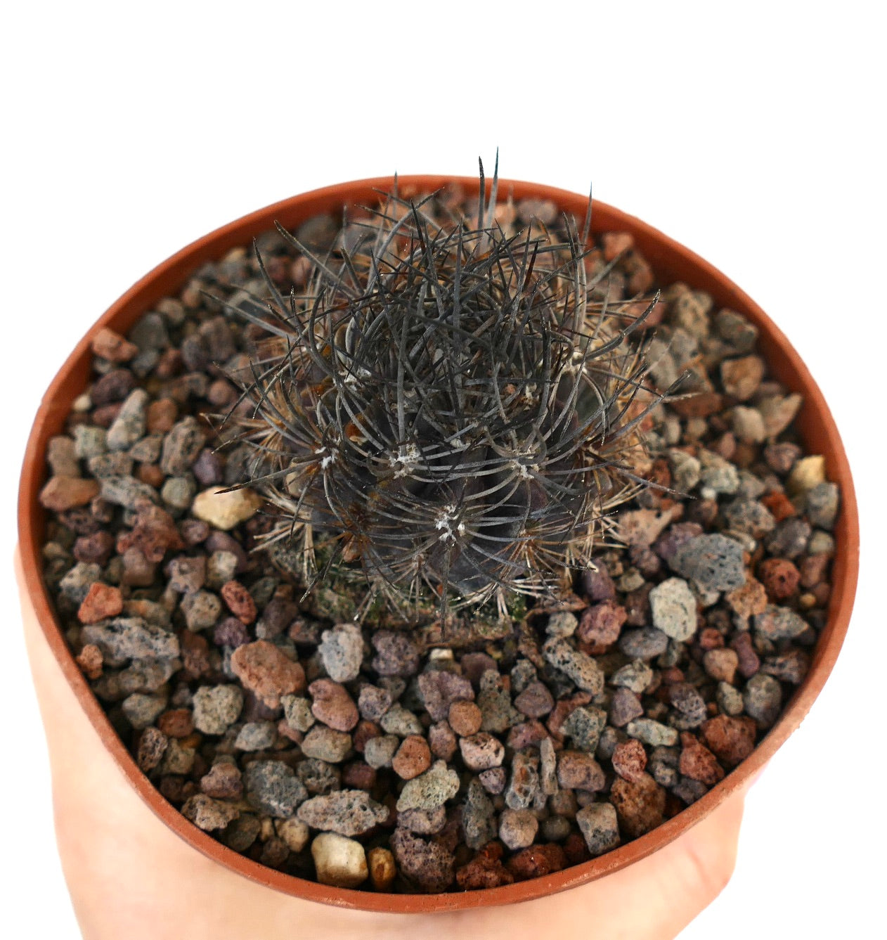 نيوبورتريا كونفينيس صبار صغير داكن ذو أشواك سوداء كثيفة في وعاء يحتوي على تربة صخرية