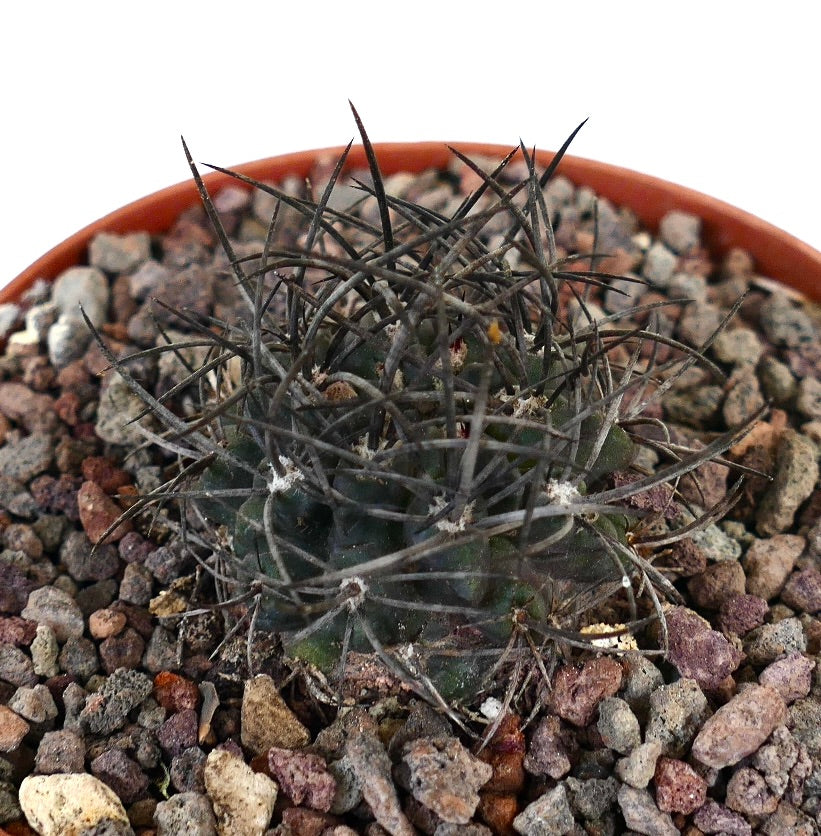 Neoporteria crispa succulent cactus with dense strong dark spines in rocky soil