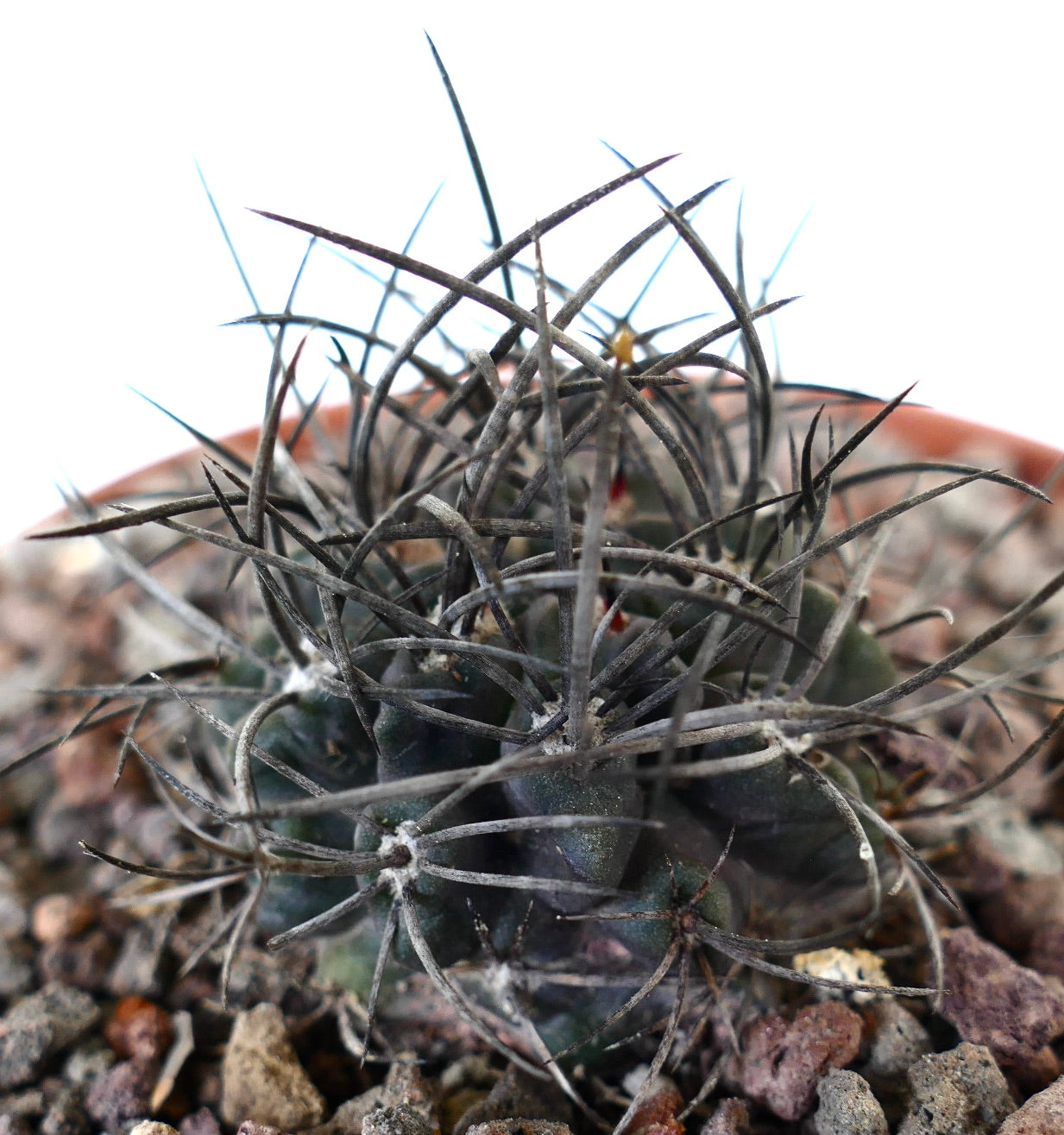 Neoporteria crispa succulent cactus with dense strong dark spines on rocky soil