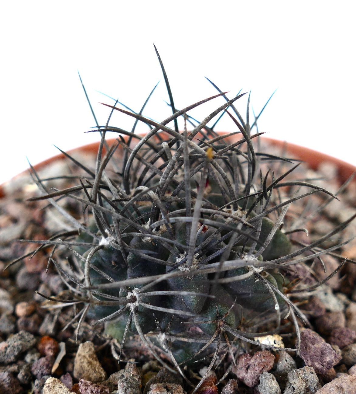 Neoporteria crispa cactus with dense strong dark spines and textured green body in rocky soil