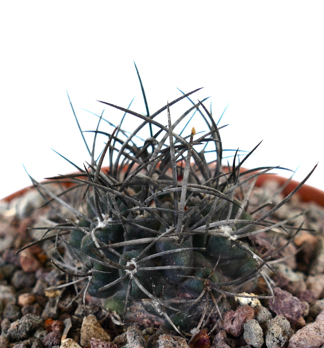 Neoporteria crispa cactus with dense strong dark spines and textured green body in rocky soil
