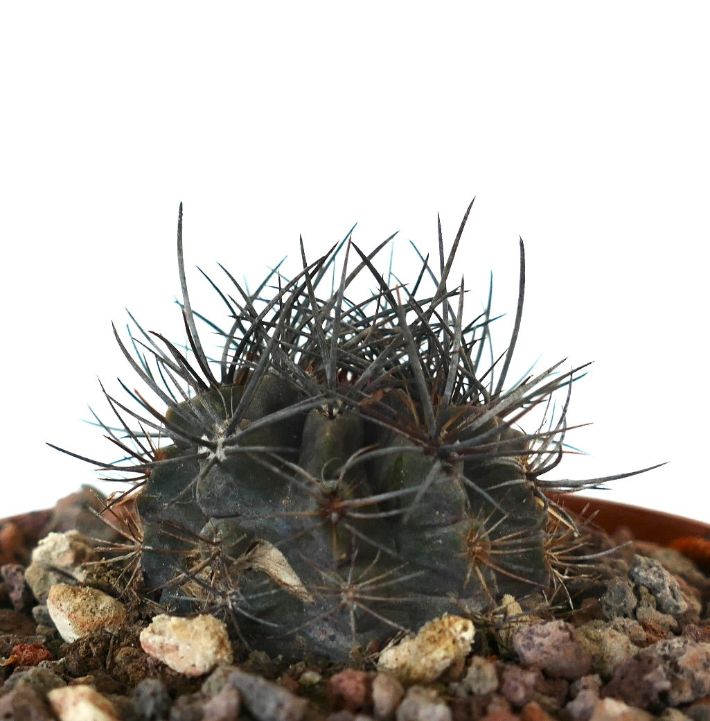Neoporteria crispa small dark green cactus with long sharp spines in rocky soil