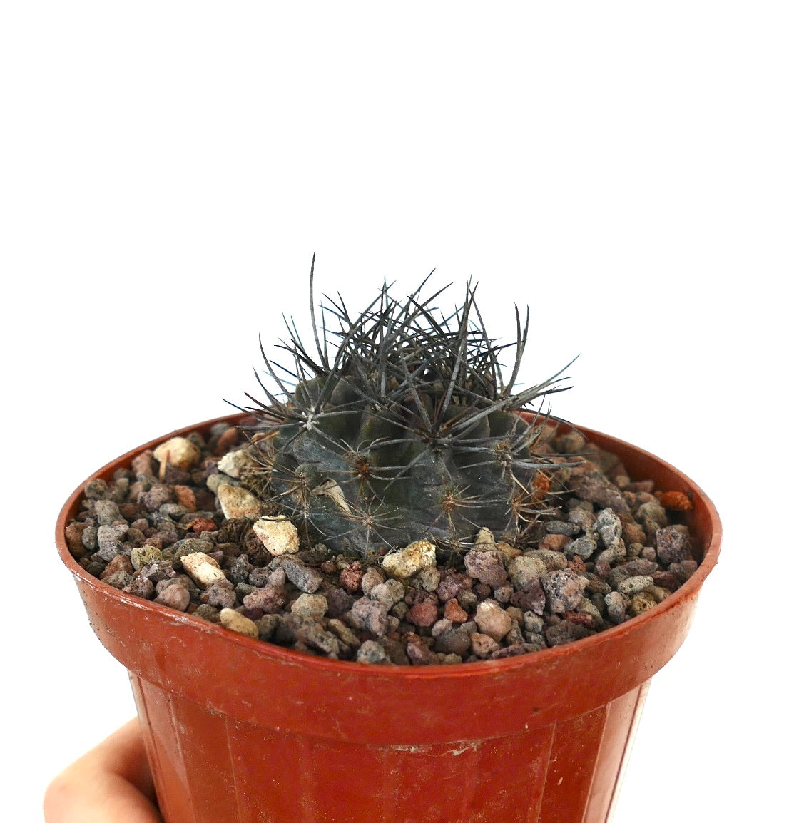 Neoporteria crispa small dark green cactus with long sharp spines in terracotta pot
