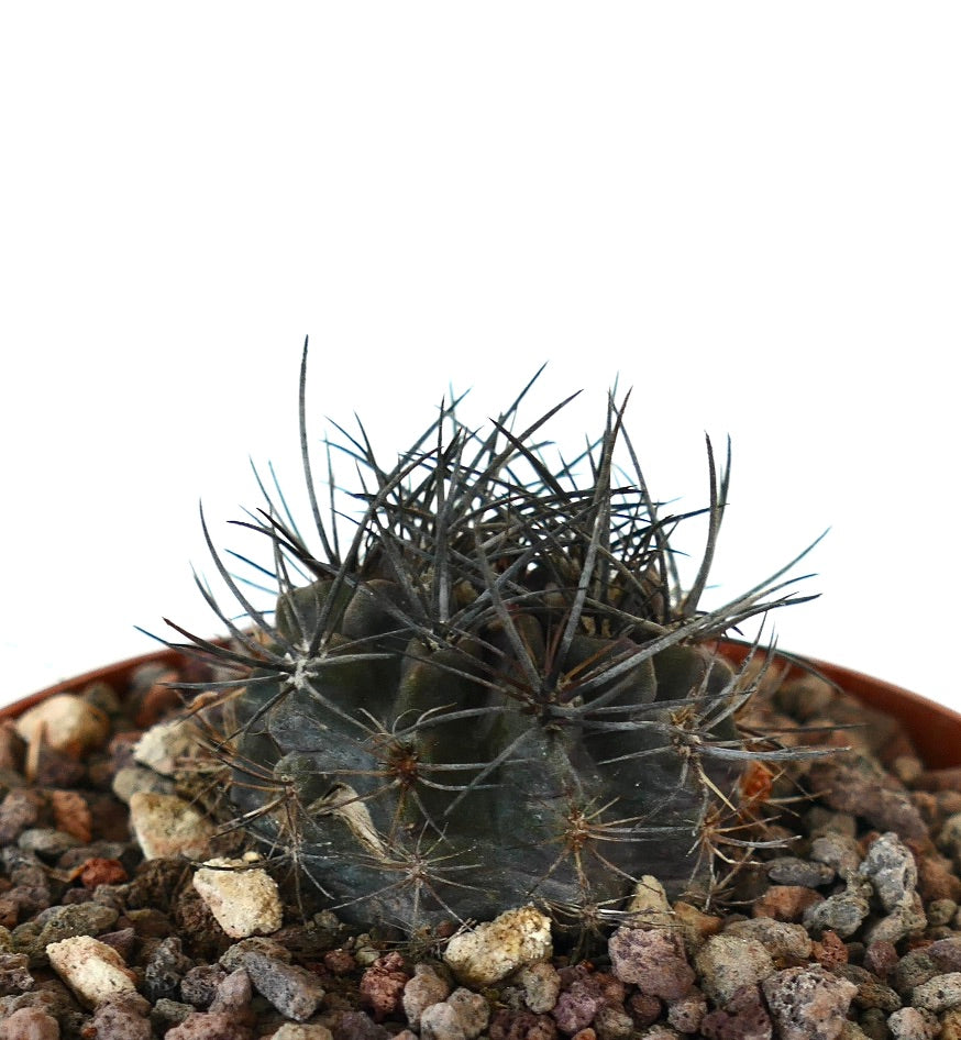 Neoporteria crispa small dark green cactus with long sharp black spines in rocky soil