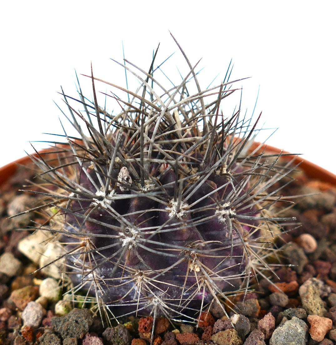Neoporteria crispa small cactus with long sharp spines and dark purple body in pot