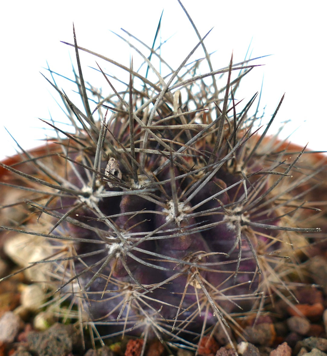 Neoporteria crispa succulent cactus with long sharp spines and purple body specimen