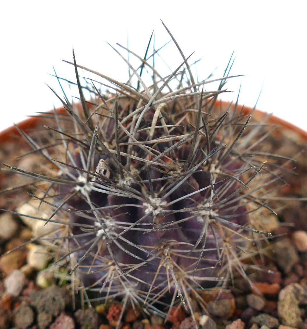 Neoporteria crispa rare cactus with long spines and dark purple ribbed body in pot