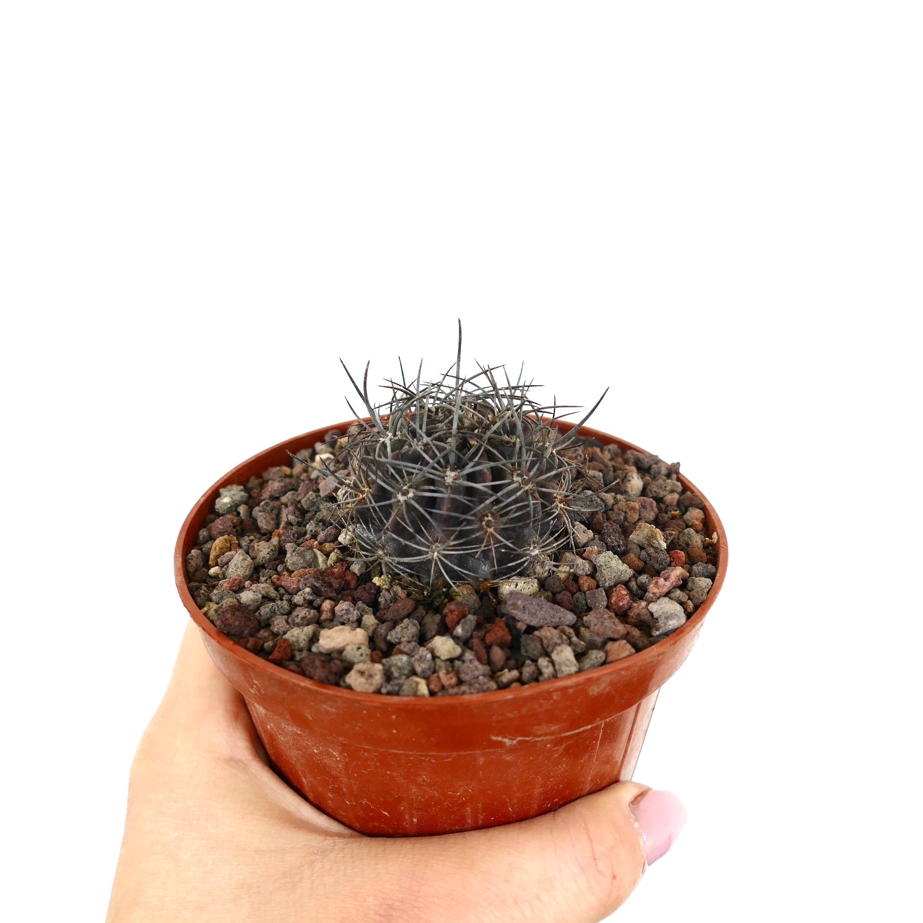 Neoporteria crispa small dark green cactus with long sharp spines in terracotta pot