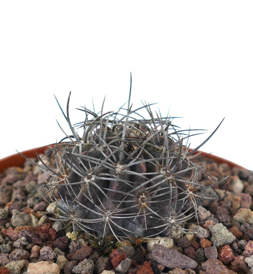 Neoporteria crispa small dark succulent cactus with long gray spines in rocky soil