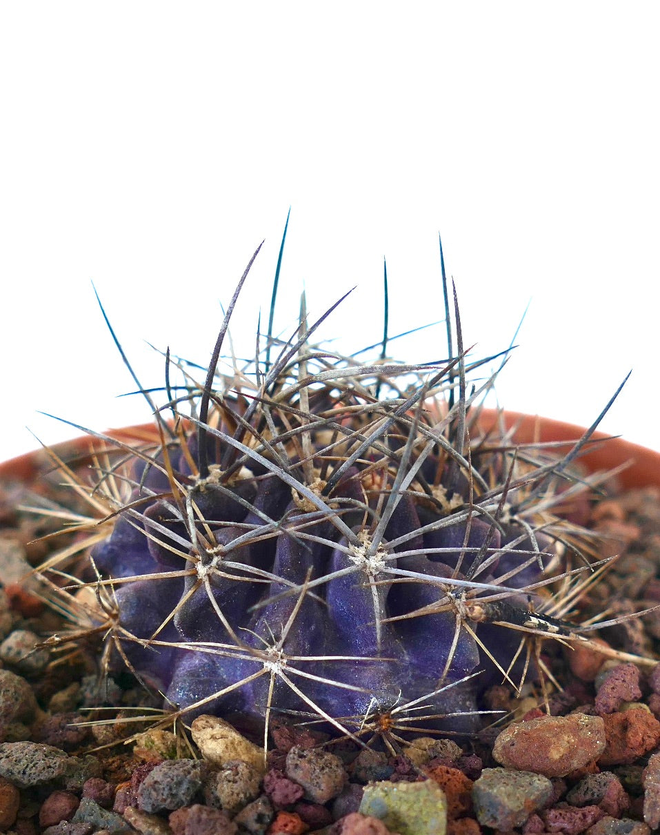 Neoporteria crispa succulent cactus with deep purple body and long sharp spines in rocky soil