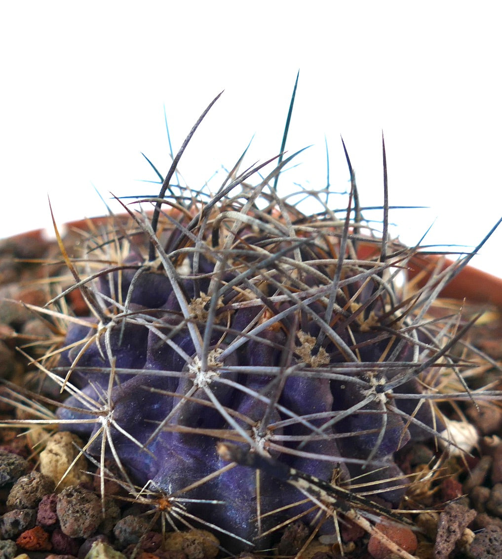 Neoporteria crispa purple succulent cactus with long sharp spines and ribbed body