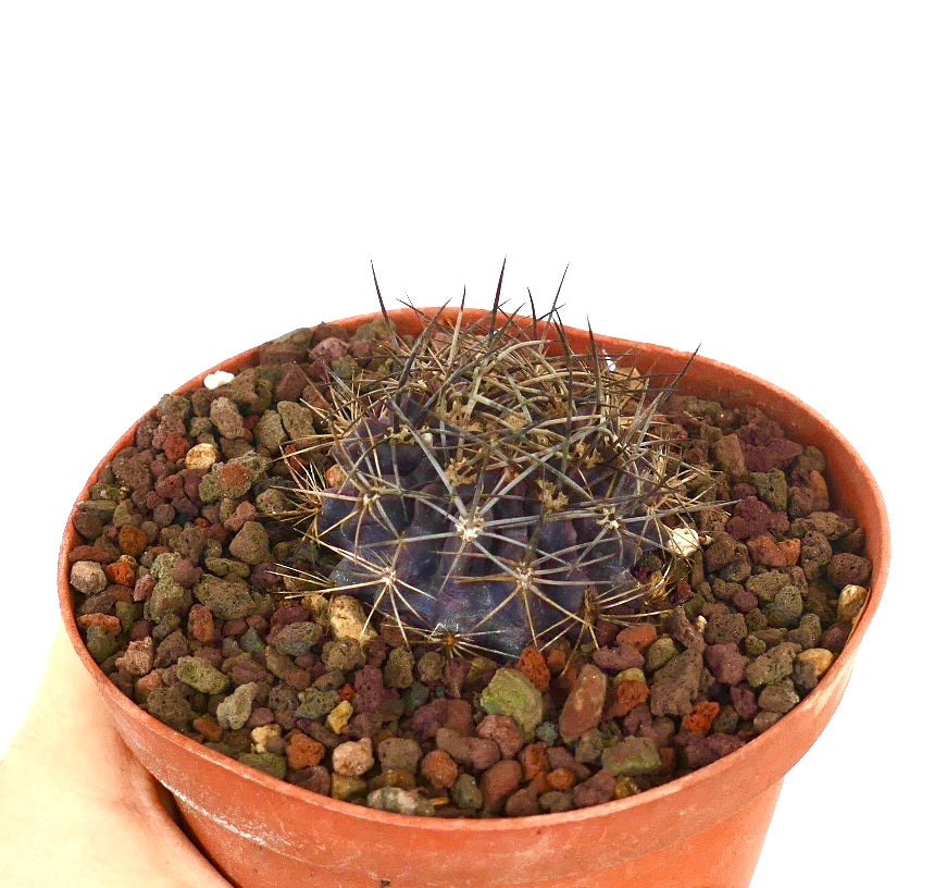 Neoporteria crispa small purple cactus with sharp spines in terracotta pot