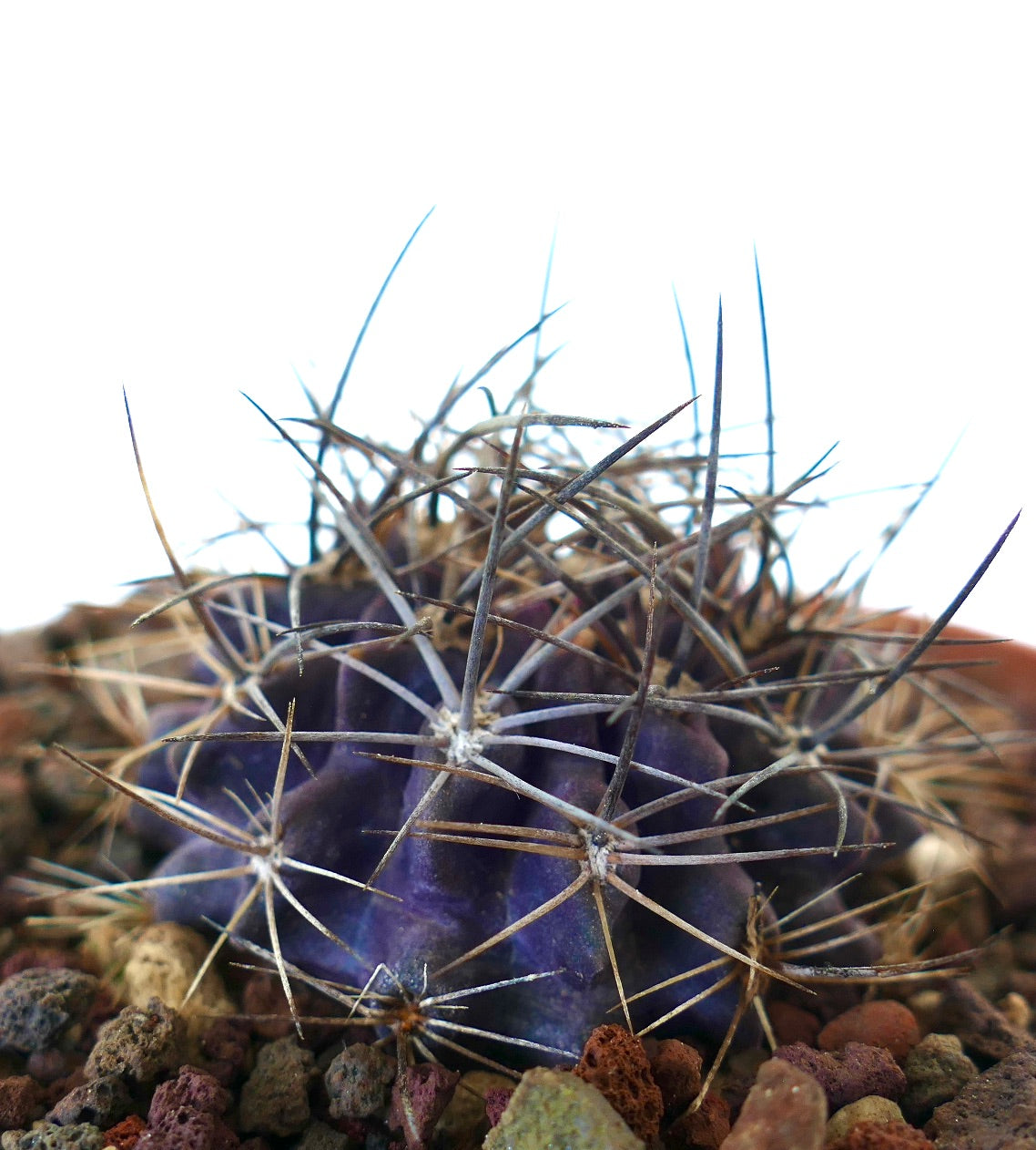Neoporteria crispa succulent cactus with deep purple body and long sharp spines growing in rocky soil