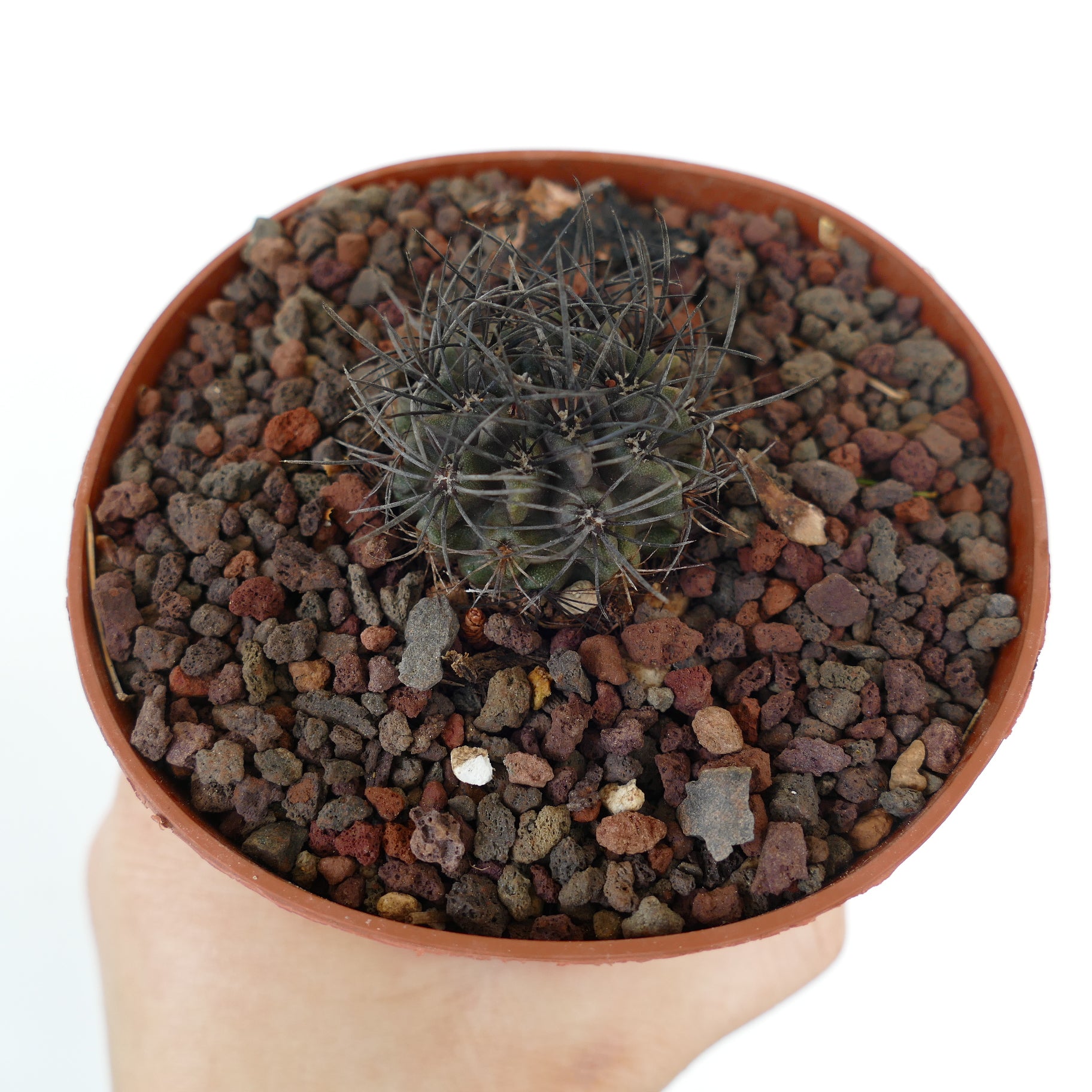 Neoporteria crispa kleiner dunkelgrüner Kaktus mit dichten schwarzen Stacheln im Topf