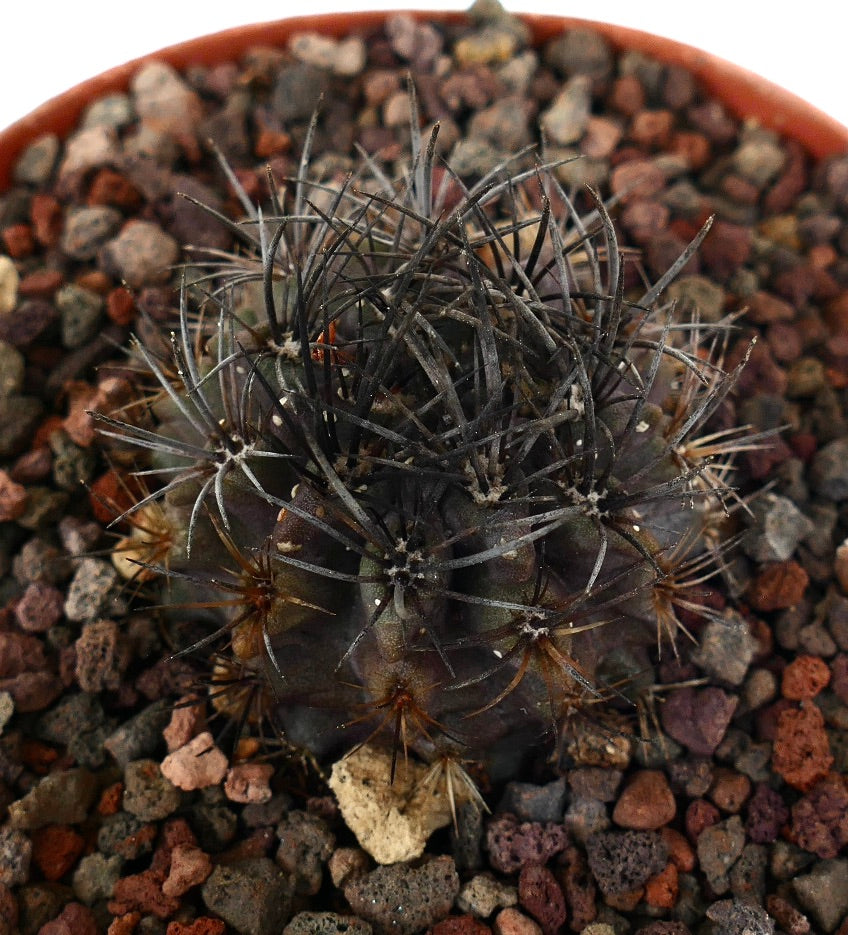 Neoporteria curvispina dunkelgrüner Kaktus mit dichten, gebogenen schwarzen Stacheln im felsigen Boden