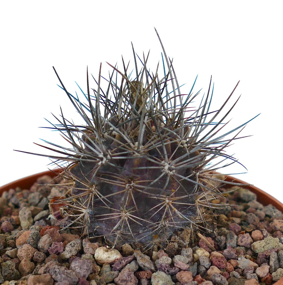 نيو بورترية إكينوس، صبار صغير داكن ذو أشواك حادة طويلة في تربة صخرية