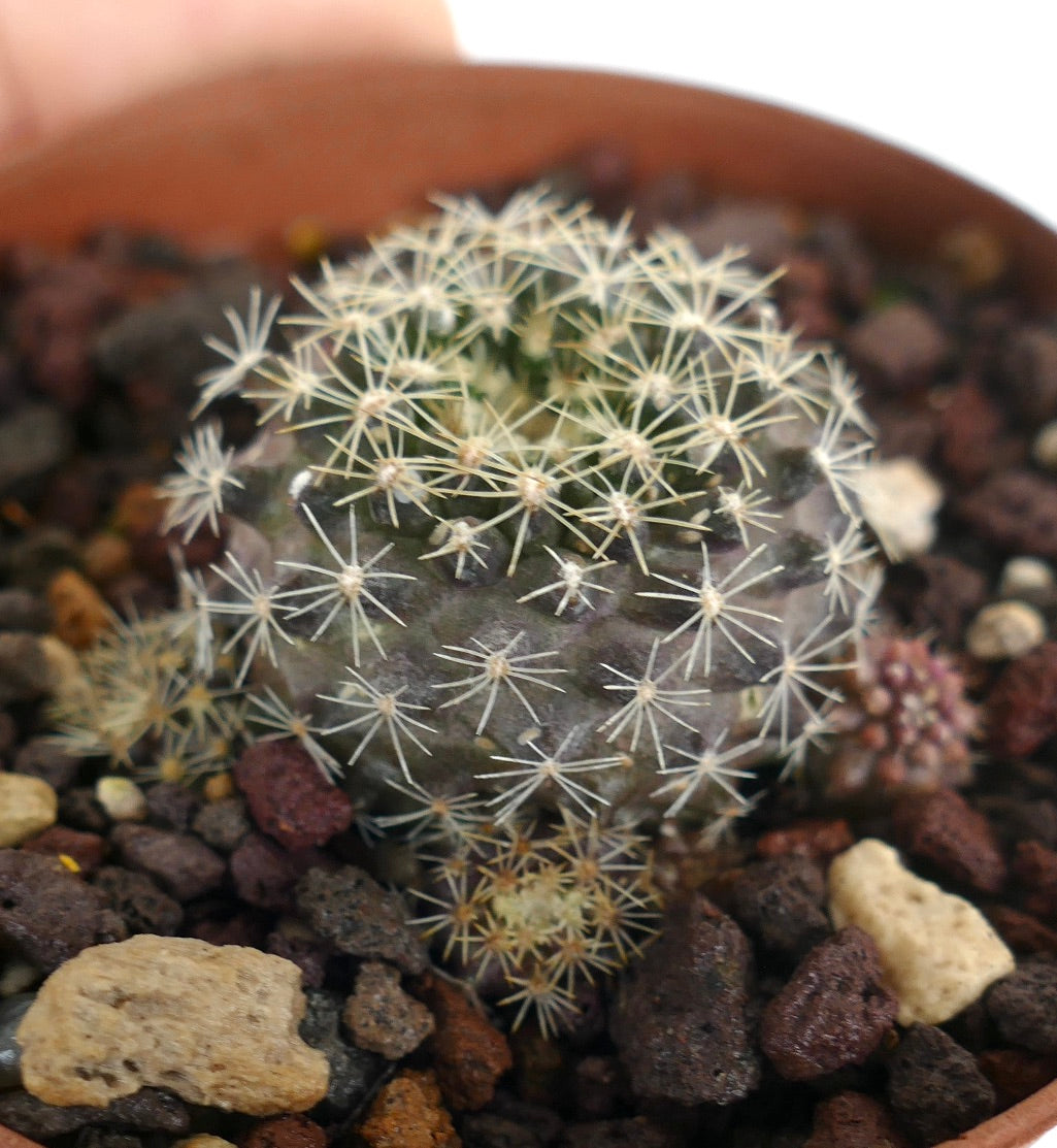 نيوبورتيريا إنجليري صبار صغير مستدير بأشواك شعاعية بيضاء وجسد أخضر داكن في تربة صخرية