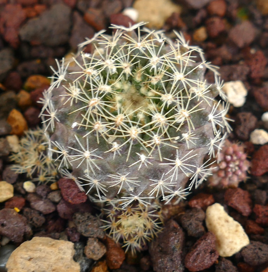 نيوبورتييريا إنجليري صبار صغير مستدير بأشواك بيضاء وجسم أخضر على تربة صخرية