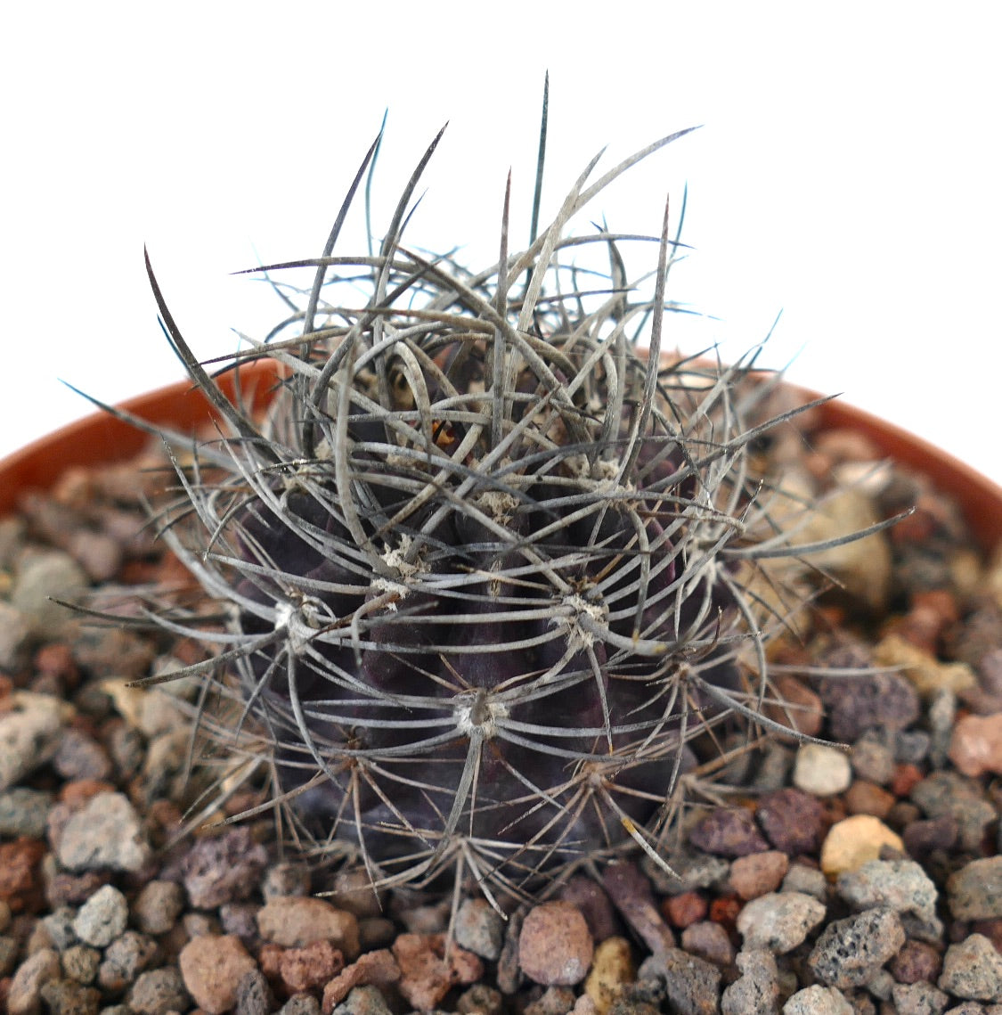 Neoporteria eriochephala small dark cactus with dense strong gray spines in rocky soil