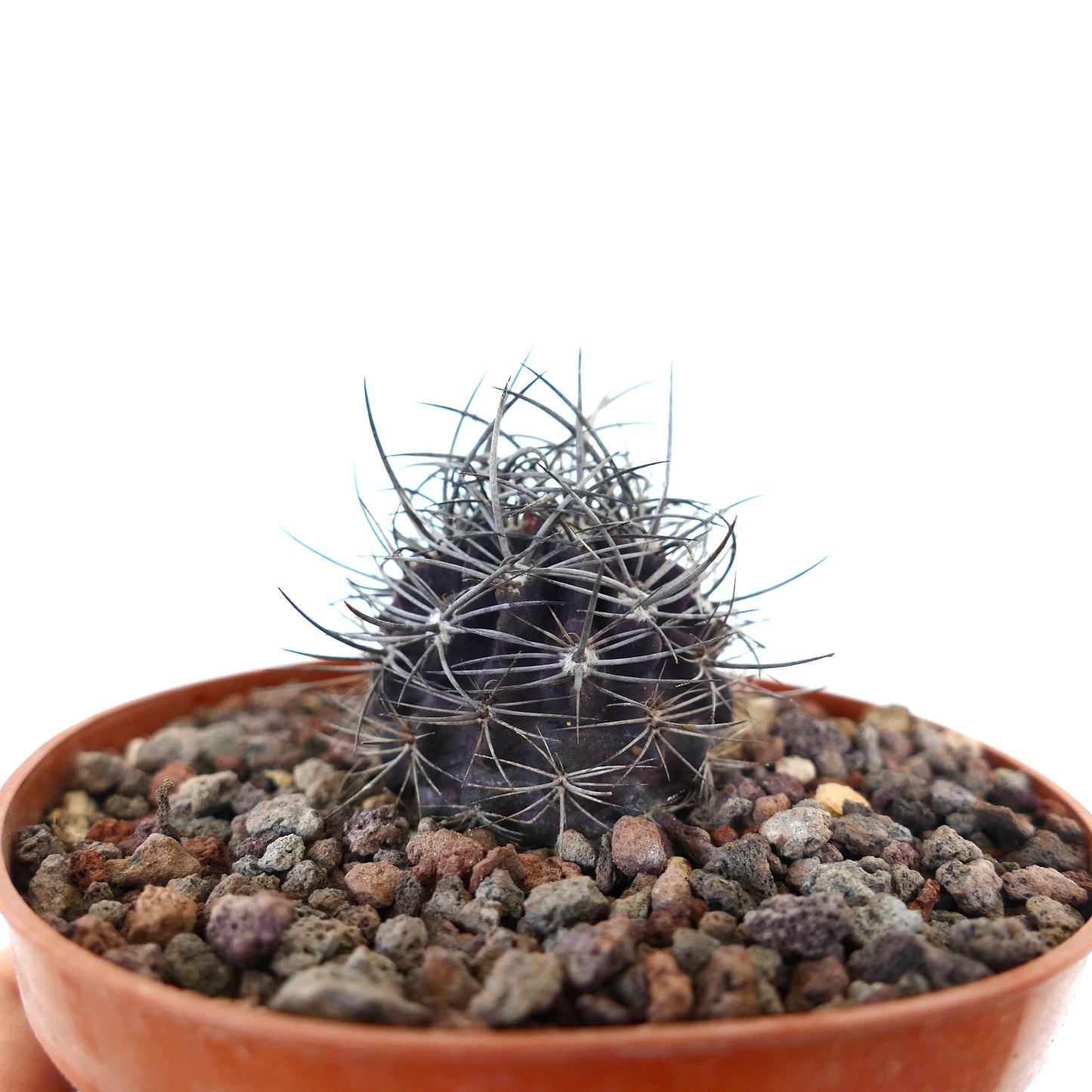 Neoporteria eriochephala small dark cactus with strong curved spines in terracotta pot