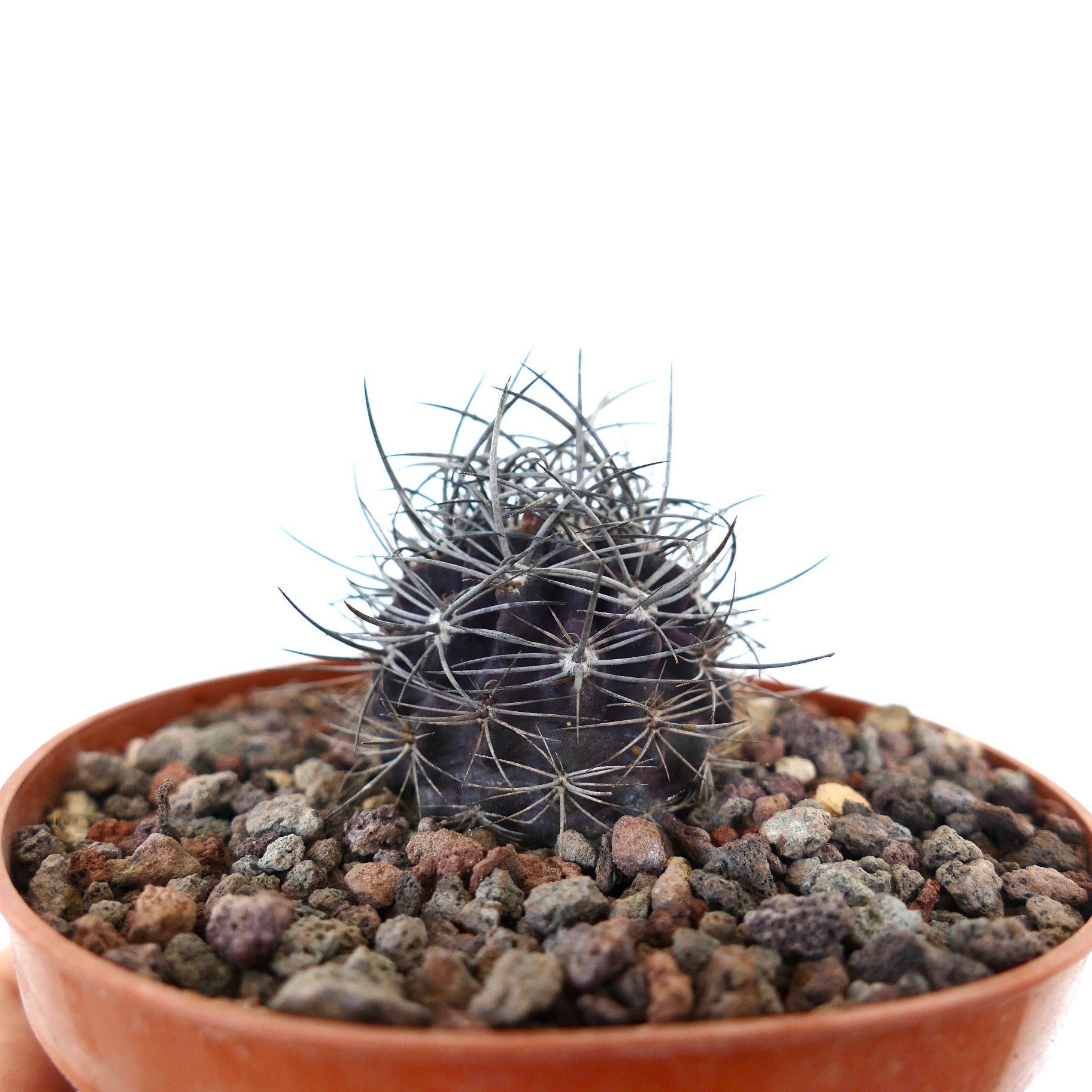 Neoporteria eriochephala small dark cactus with strong curved spines in terracotta pot