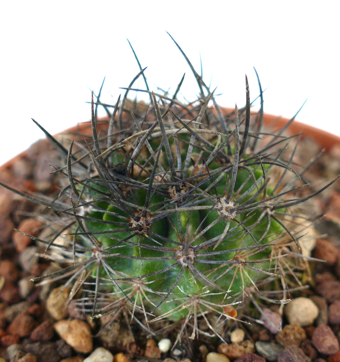Neoporteria huascensis small green cactus with long dark spines in rocky soil