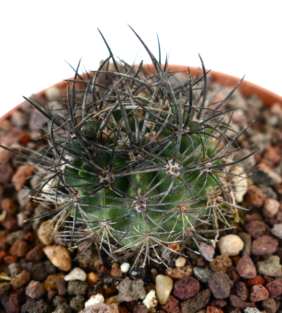 Neoporteria huascensis small cactus with dense dark spines and green body in rocky soil