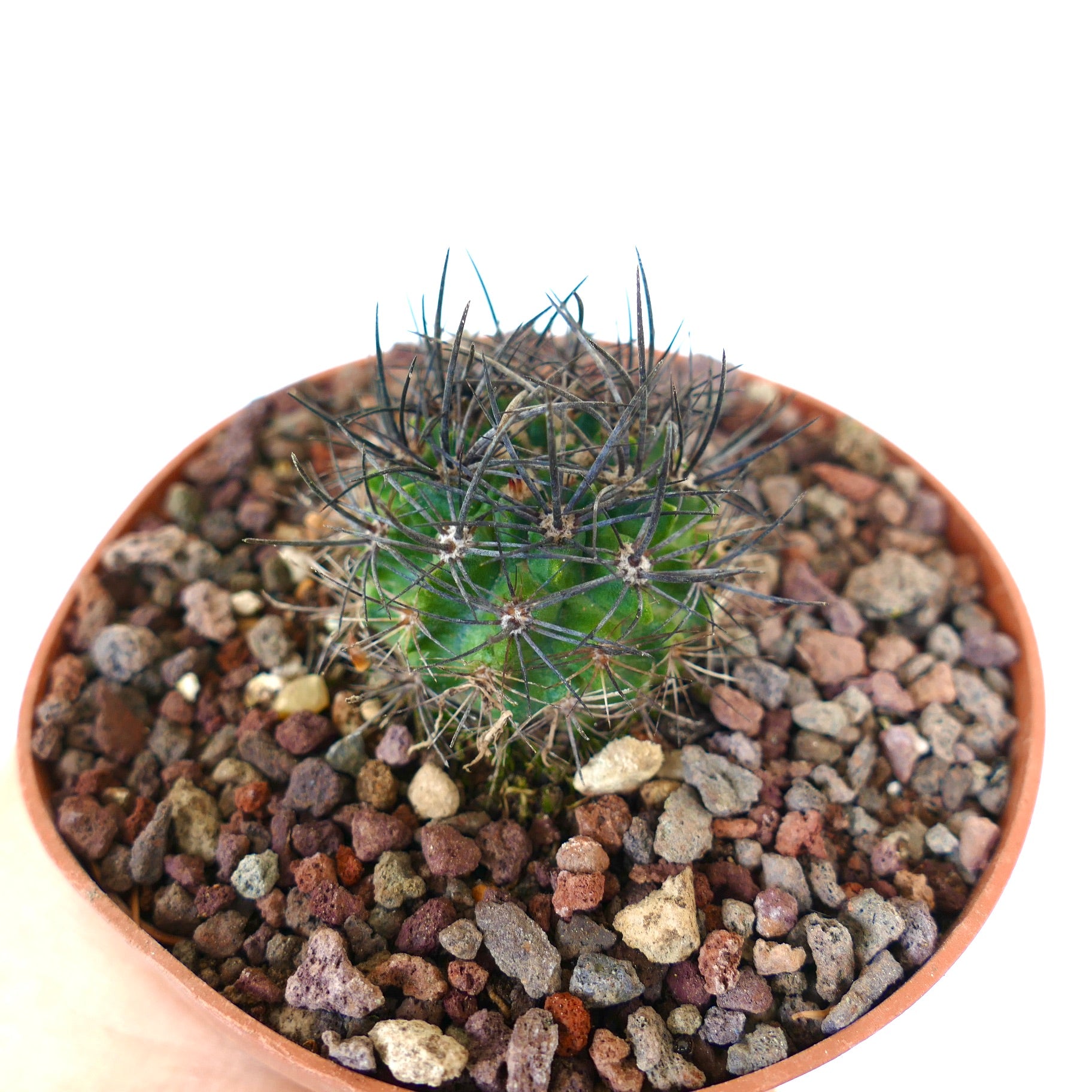 Neoporteria huascensis small green cactus with long dark spines in rocky soil